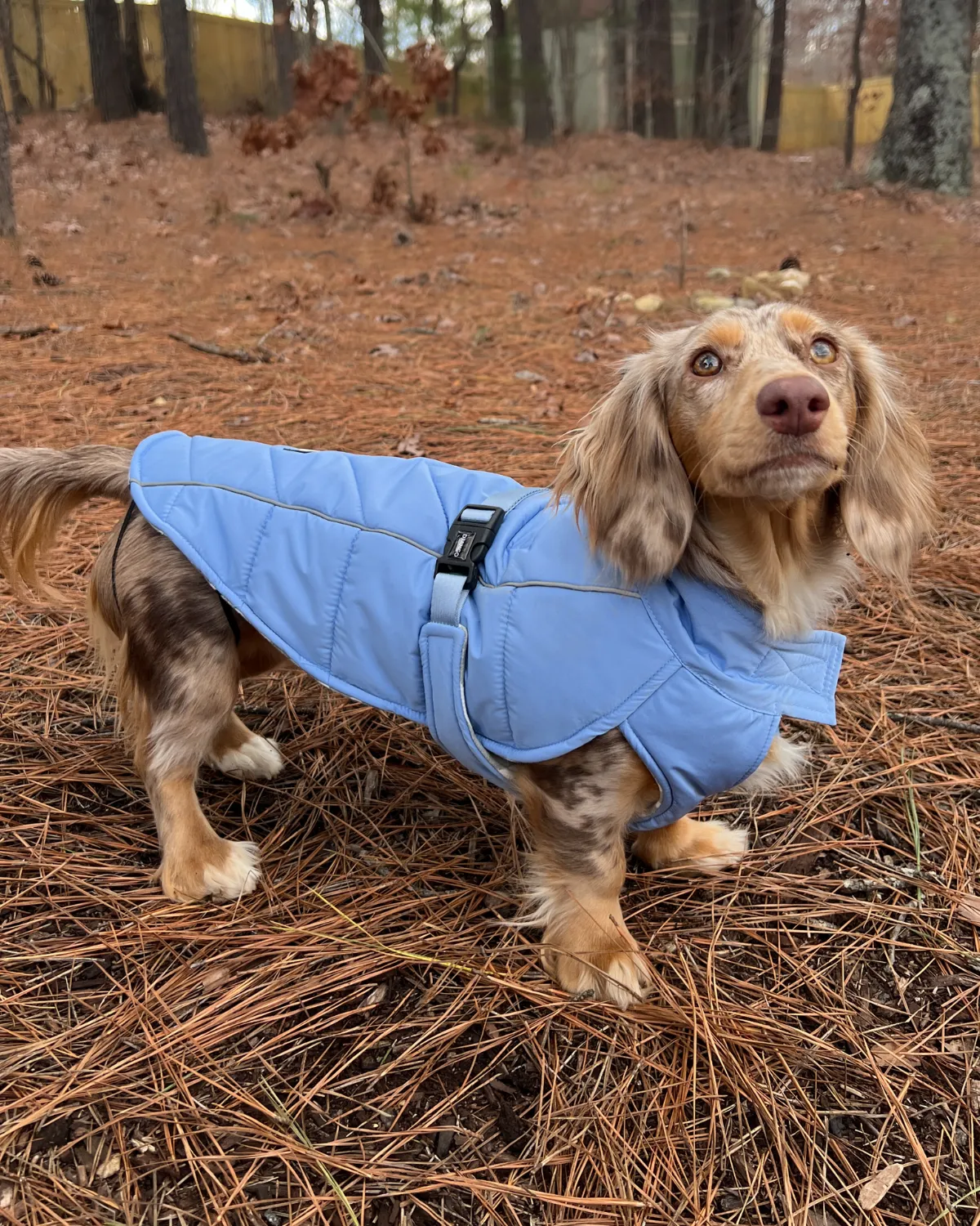Whistler Winter Dog Coat - Dusk Blue