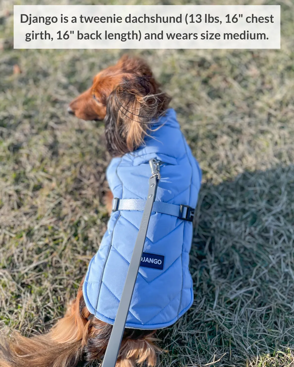 Whistler Winter Dog Coat - Dusk Blue